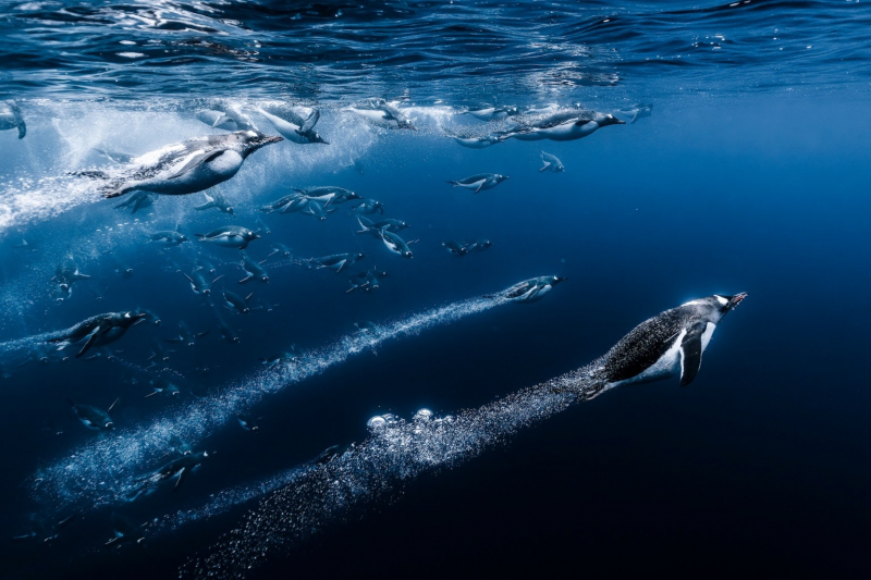 18 красивых фото морских существ с конкурса Ocean Photographer of the Year 2025