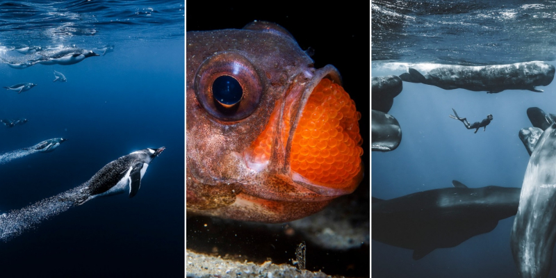 18 красивых фото морских существ с конкурса Ocean Photographer of the Year 2025