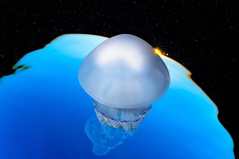 18 красивых фото морских существ с конкурса Ocean Photographer of the Year 2025