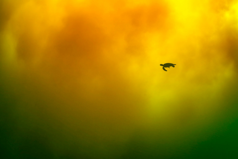 18 красивых фото морских существ с конкурса Ocean Photographer of the Year 2025