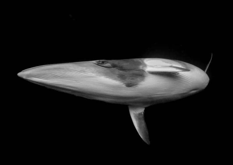 18 красивых фото морских существ с конкурса Ocean Photographer of the Year 2025