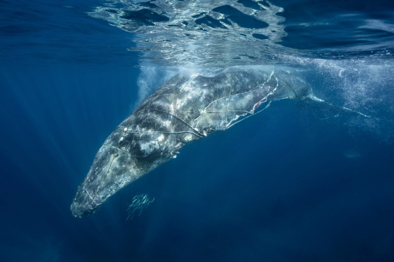 18 красивых фото морских существ с конкурса Ocean Photographer of the Year 2025