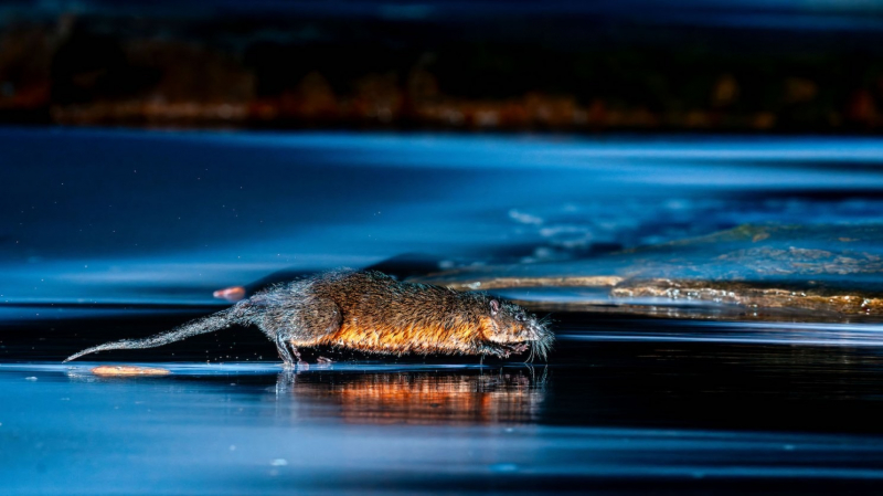 18 красивых фото морских существ с конкурса Ocean Photographer of the Year 2025