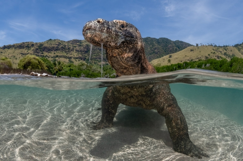 18 красивых фото морских существ с конкурса Ocean Photographer of the Year 2025