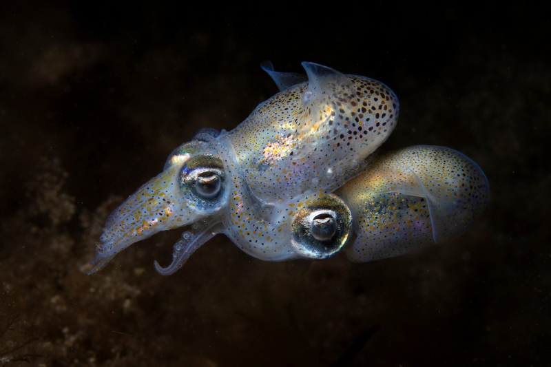 18 красивых фото морских существ с конкурса Ocean Photographer of the Year 2025