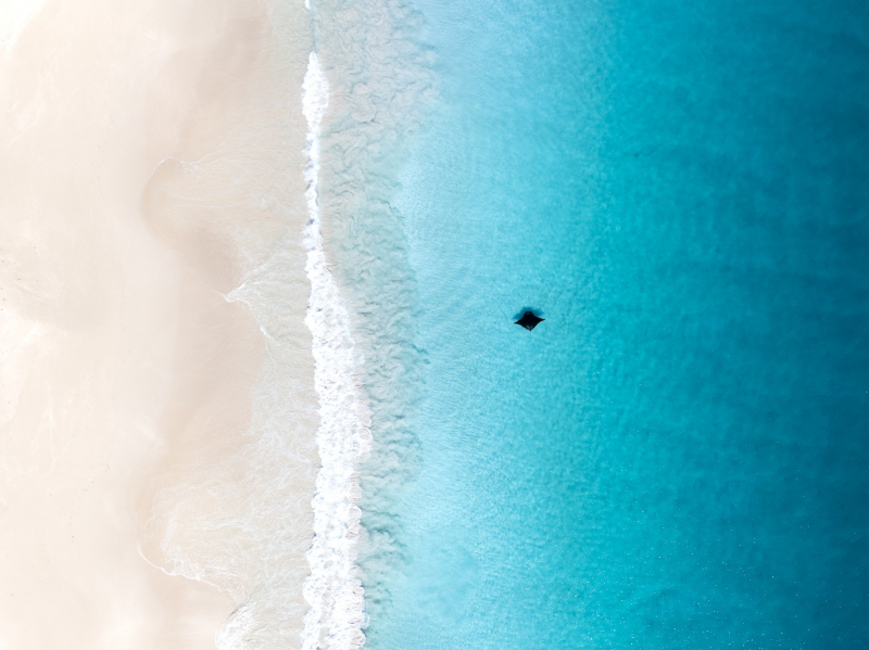 18 красивых фото морских существ с конкурса Ocean Photographer of the Year 2025