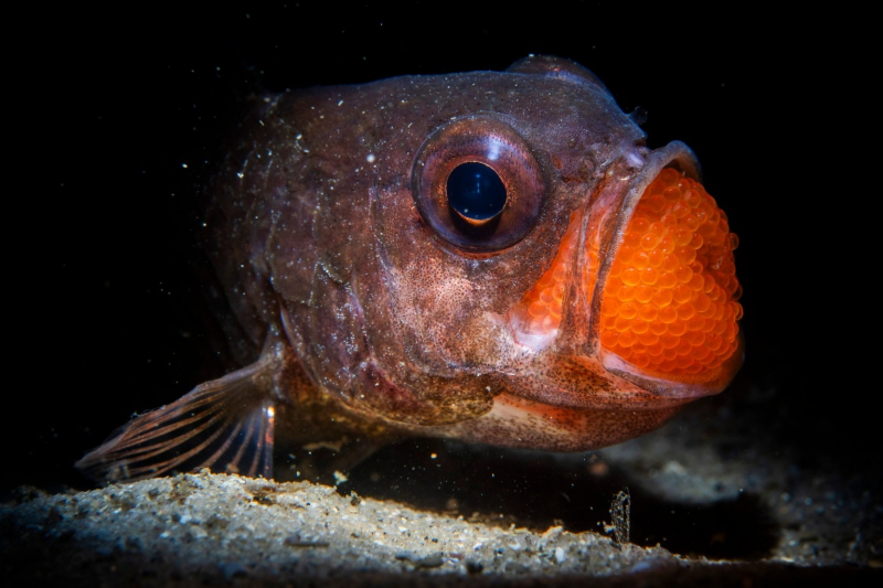 18 красивых фото морских существ с конкурса Ocean Photographer of the Year 2025