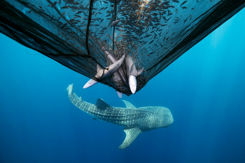 18 красивых фото морских существ с конкурса Ocean Photographer of the Year 2025
