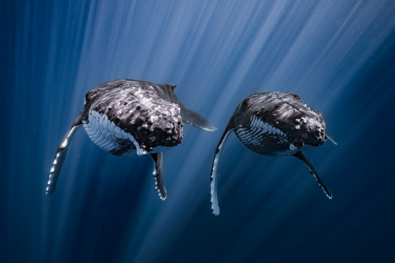 18 красивых фото морских существ с конкурса Ocean Photographer of the Year 2025