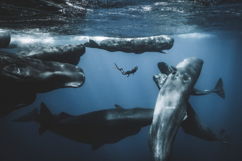 18 красивых фото морских существ с конкурса Ocean Photographer of the Year 2025
