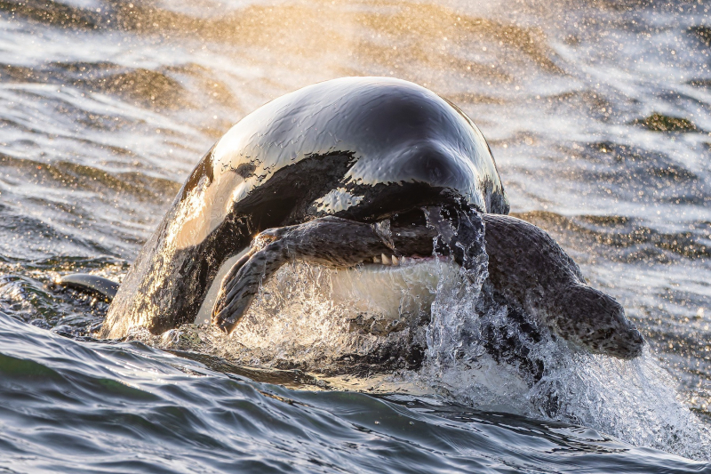 18 красивых фото морских существ с конкурса Ocean Photographer of the Year 2025