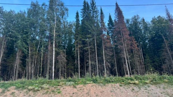 Уничтожитель пихты подобрался к Екатеринбургу (ФОТО) Уничтожитель пихты подобрался к Екатеринбургу (ФОТО)