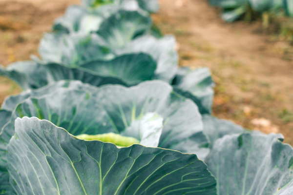Когда собирать капусту с грядки и как ее хранить &mdash; вырвать с корнем и подвесить